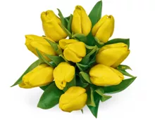 Alle M-Classic Tulpen, Bund, 10 Stück