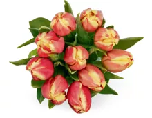 Alle M-Classic Tulpen, Bund, 10 Stück