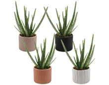 Aloe Vera in Keramik
