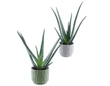 Aloe Vera modern