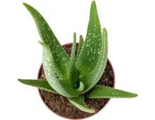 Aloe-Vera-Pflanze