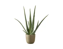 Aloe Vera XL