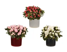 Alpenveilchen und Azaleen in Keramik