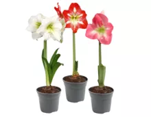 Amaryllis