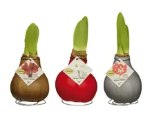 Amaryllis gewachst