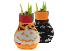 Amaryllis Halloween