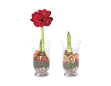 Amaryllis im Glas