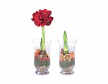 Amaryllis im Glas