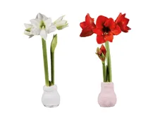 Amaryllis im Stoffsocken «Fashion Cozy»