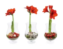 Amaryllis im Weihnachtsglas
