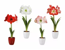 Amaryllis in Keramik