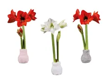 Amaryllis in Stoffsocken "Fashion Cozy"