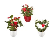 Anthurium, Stammrose, Hedera in Übertopf