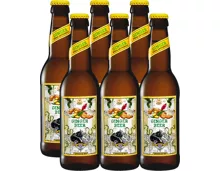 Appenzeller Bier Ginger Beer