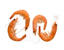 ASC Crevetten gekocht (Aktion nur im Tessin gültig)