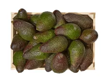 Avocado