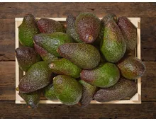 Avocado XL