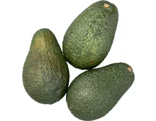 Bio Avocado