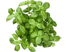 Bio Basilikum