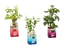 Bio Beerensträucher «Joe»