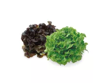 Bio-Blattsalat Mix rot / grün