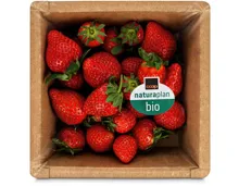 Bio Erdbeeren