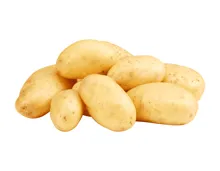 Bio Kartoffeln festkochend