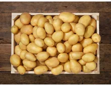 Bio Kartoffeln festkochend