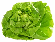 Bio Kopfsalat grün