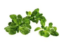 Bio Nüsslisalat