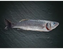 Bio Wolfsbarsch