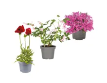 Blühende Frühlingsstauden