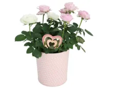 Blühpflanze Valentin