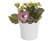 Blühpflanze Valentin