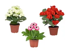 Blühpflanzen in Dekotüten