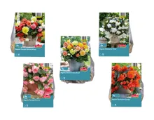 Blumenzwiebeln «Begonien»