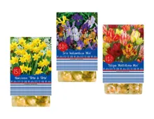 Blumenzwiebeln «Frühling»