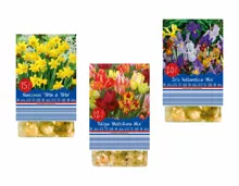 Blumenzwiebeln «Frühling»