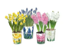 Blumenzwiebeln im Pappbecher