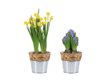 Blumenzwiebeln im Wassergrastopf