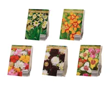 Blumenzwiebeln «Premium»
