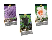 Blumenzwiebeln «Premium»