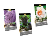 Blumenzwiebeln «Premium»