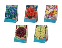 Blumenzwiebeln «Standard»