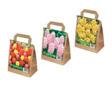 Blumenzwiebeln Tulpen