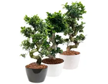 Bonsai Ficus microcarpa