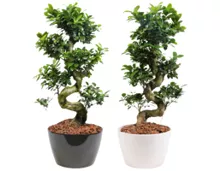 Bonsai Ficus microcarpa