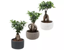 Bonsai in Schale