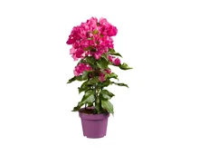 Bougainvillea Pyramide