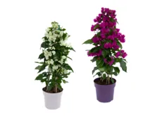 Bougainvillea Pyramide